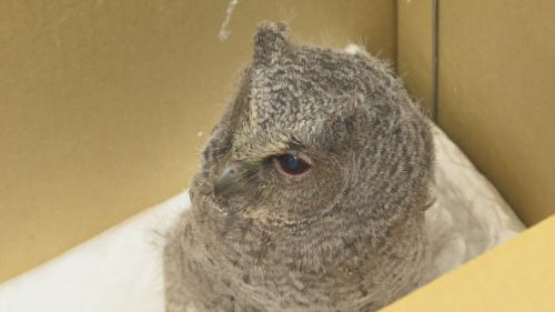 壽山動物園救傷逐年有百外隻 鳥仔類占2/3