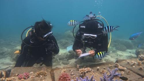種珊瑚、飼海草，少年人用家己的方式守護海洋｜青春咱的夢