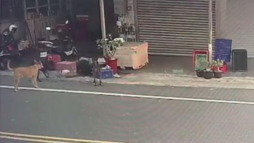 據在浪蕩狗咬人 婦人人拍防治所人員今送辦