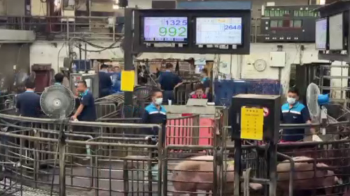 今日開放活豬拍賣 雲林肉品市場加賣出1成