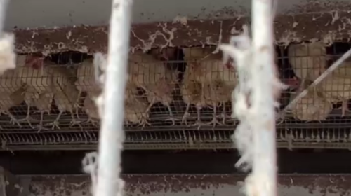 文雅畜牧場複檢 雞卵、雞毛、雞屎閣驗著芬普尼