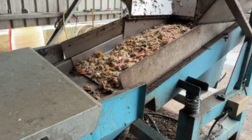 臺中非洲豬災疫調 推斷是油潘無煮才著病