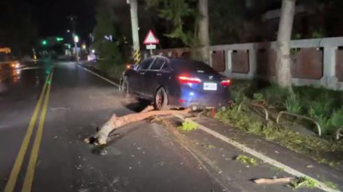 臺東開始透強風 大樹撼著過路車、無人著傷