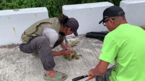 青杜定全國掠40外萬隻 南部上濟驚會湠向北