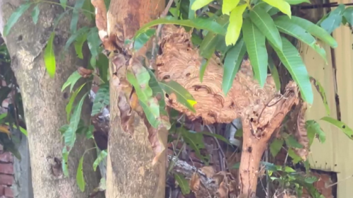 臺中大肚消毒防天狗熱 6人去予虎頭蜂叮著