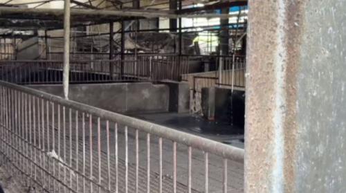 臺中環保局：飼豬場油潘有煮過 紀錄無異常