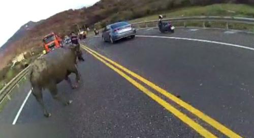 貢寮台二線有水牛賴賴趖 警民合作引導離開