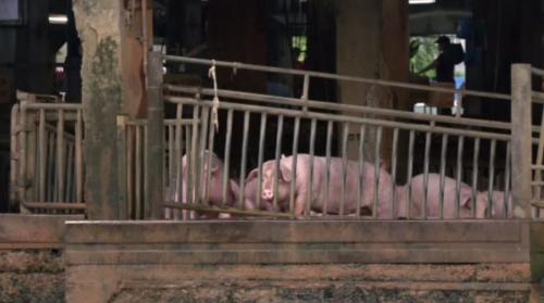 全國5日內禁刣豬、禁運送 農業部：庫存無問題