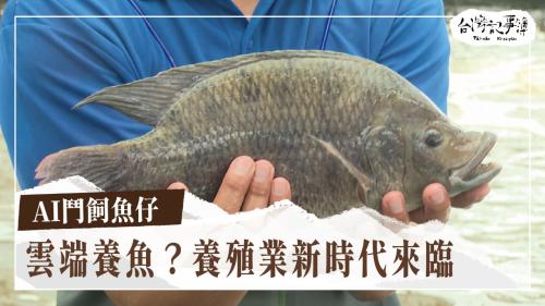 AI鬥飼魚仔、疼惜環境的海洋藝術家|台灣記事簿