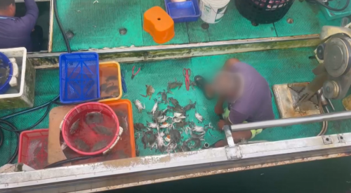 維護海洋生態 逐年8-12月禁止掠抱卵的蟳仔