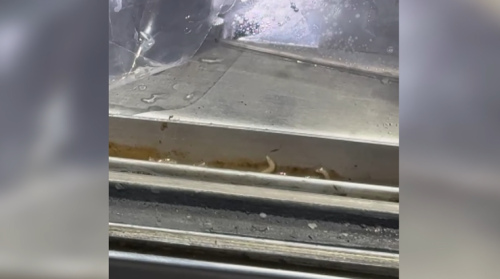 火鍋店受投訴 食材冰櫥有規排的蛆咧蟯蟯趖