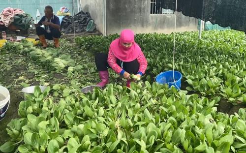 葉菜類復耕煞敗市 產量傷濟農民規氣無欲薅