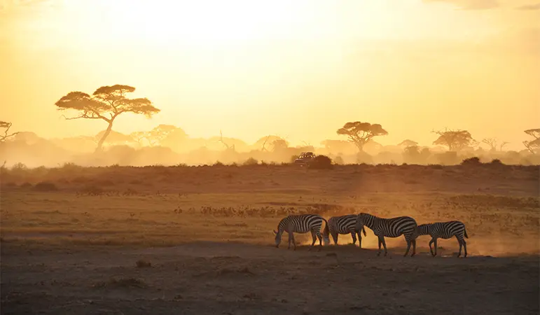 Afrika’da Safari 0