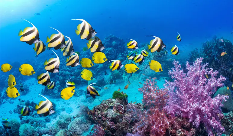 Diving and Snorkelling 0 Diving and Snorkelling 0