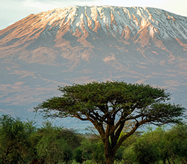 Kilimanjaro Dağı 