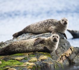 Seals in Orkney