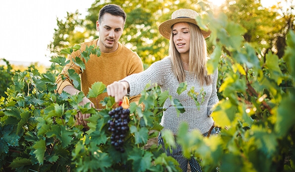 Wine Routes 0