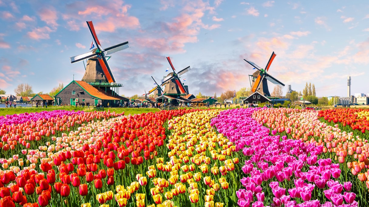 Amsterdam Lale