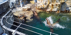 いるかめれおん