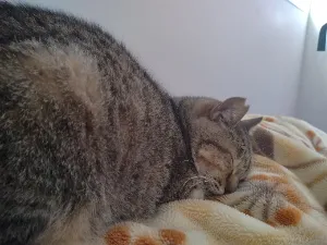 ろき😸健康管理＆高配当株＆保護猫