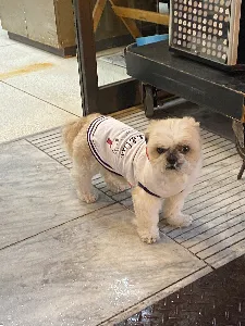ゆずてぃ
