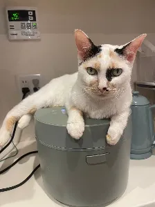 ふく