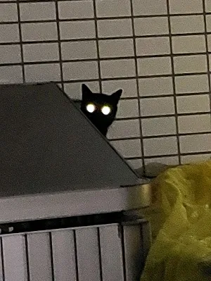 アヒカ(ﾟ∀ﾟ)