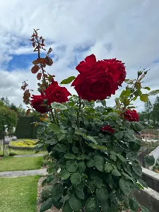 薔薇