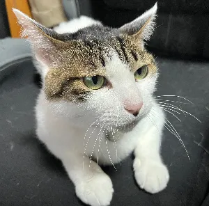 てんたまくろ