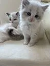 ねこはうす