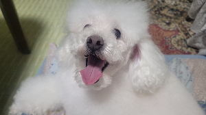 もと@愛玩動物看護士/トリマー