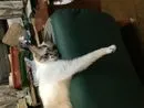 CAT＠副業５万いくぞマン