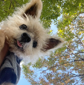 よしもとさとし@家づくりと不動産の人