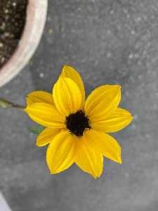 ひまわり＠まずは宿題リストに取り組む