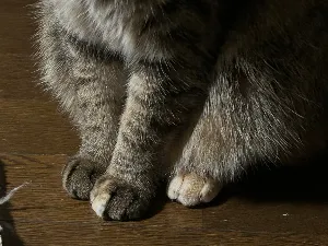 さなぴょん