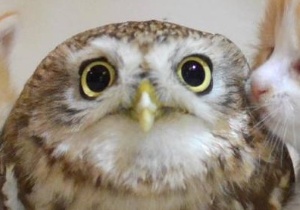 ホウホウ＠神戸の工務店