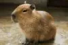 コウ@Shopee輸出