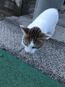 ももんじゃ