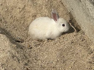 もっさん