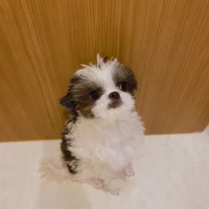 まふまふ@