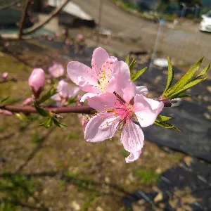 かよだ