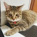 ねこのみー