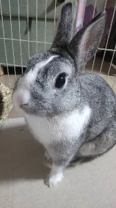 はるを