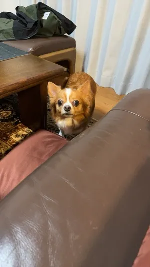 ししまる