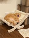 ラグねこ