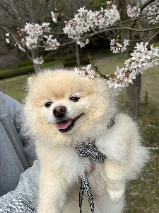 だいふく