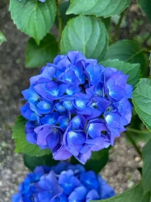 ねむねむ　はりねずみ