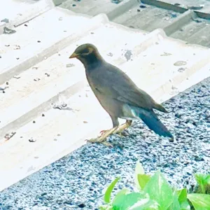 あしたも笑顔