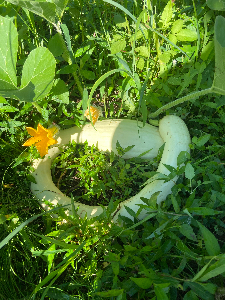 ファーマーズくろだ(黑田農園)