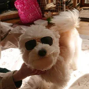 ここちん